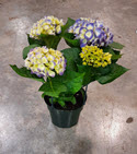 6.5" Hydrangea Blue - No Cover